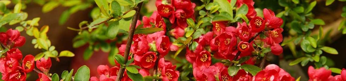 智博足球官网入口1919