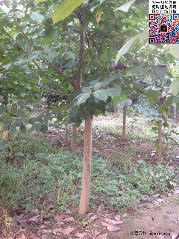 园林乔木植物苗木黄玉兰图片