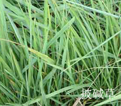 智博足球官网入口1919