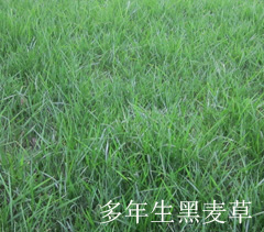 云顶国际vip8866官网草坪