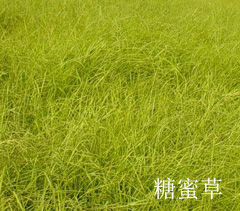 智博足球官网入口1919