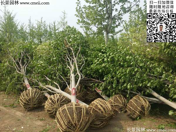 智博足球官网入口1919