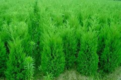 60~70~80~90公分小龙柏价格_报价