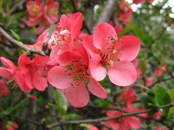 粉色的贴梗海棠花