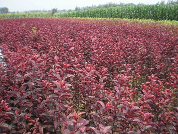 智博足球官网入口1919