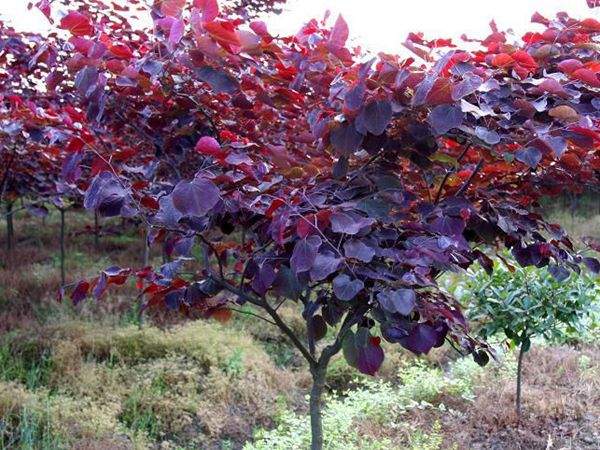 智博足球官网入口1919