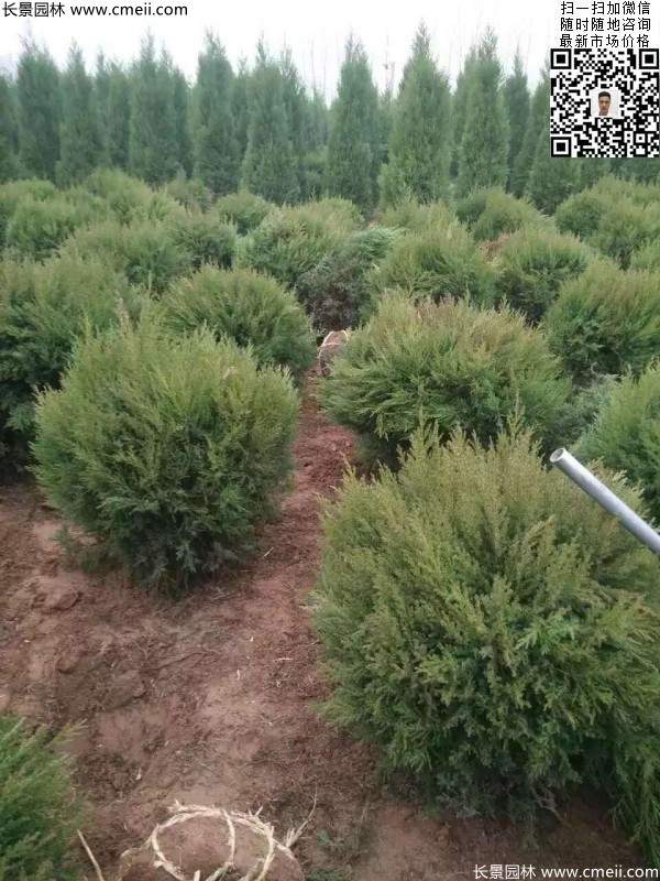 耐寒常绿球类苗木蜀桧球图片