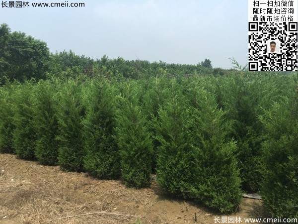 圆柏树图片基地实拍