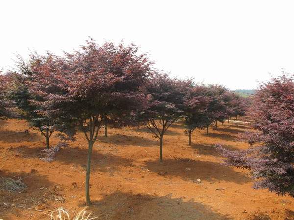 智博足球官网入口1919