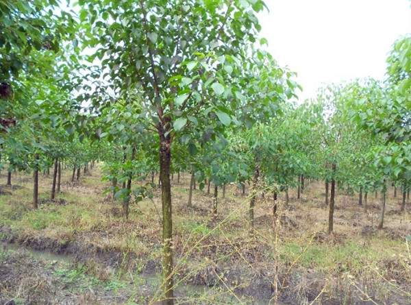 智博足球官网入口1919