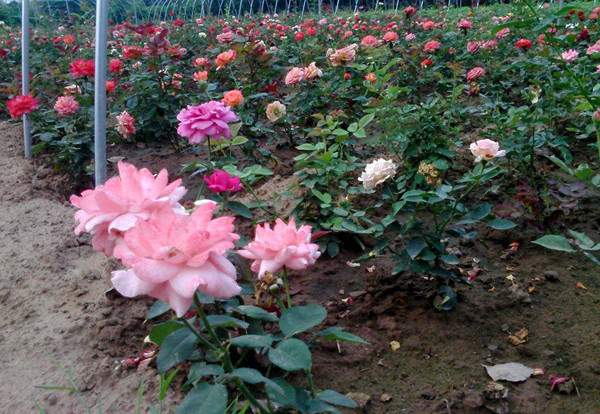 智博足球官网入口1919