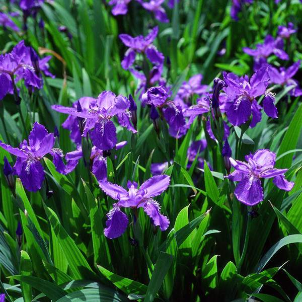 蓝蝴蝶鸢尾基地实拍图片