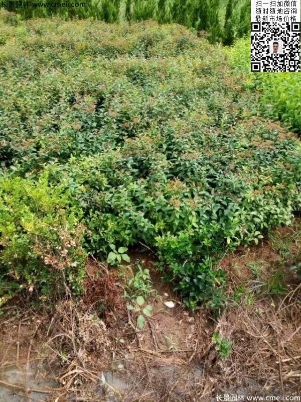 粉花绣线菊基地图片