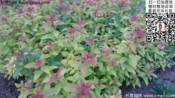 粉花绣线菊基地图片