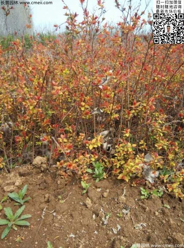 粉花绣线菊基地图片