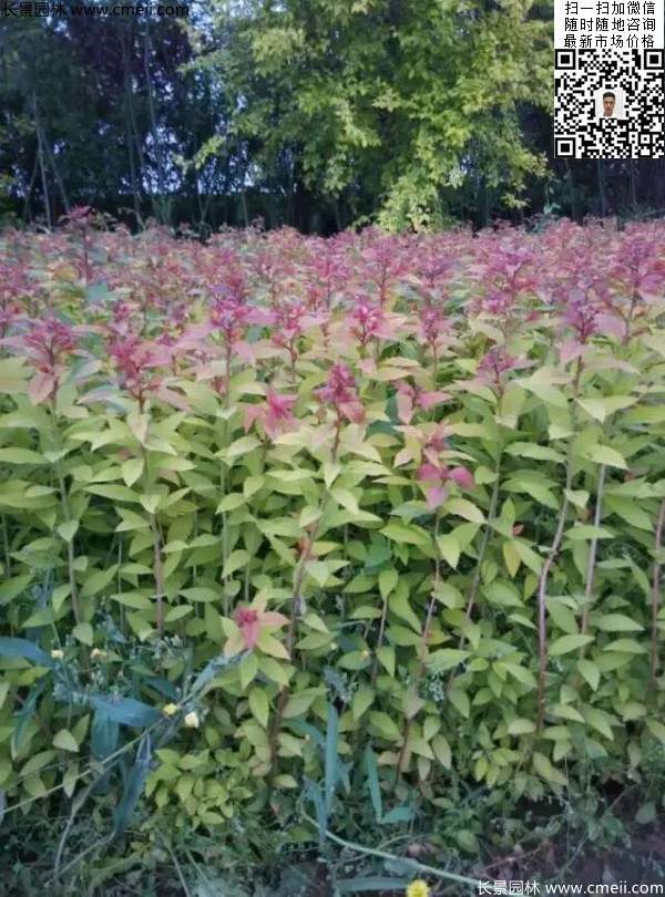 金焰绣线菊基地图片