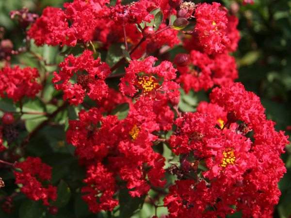 美国红火箭紫薇