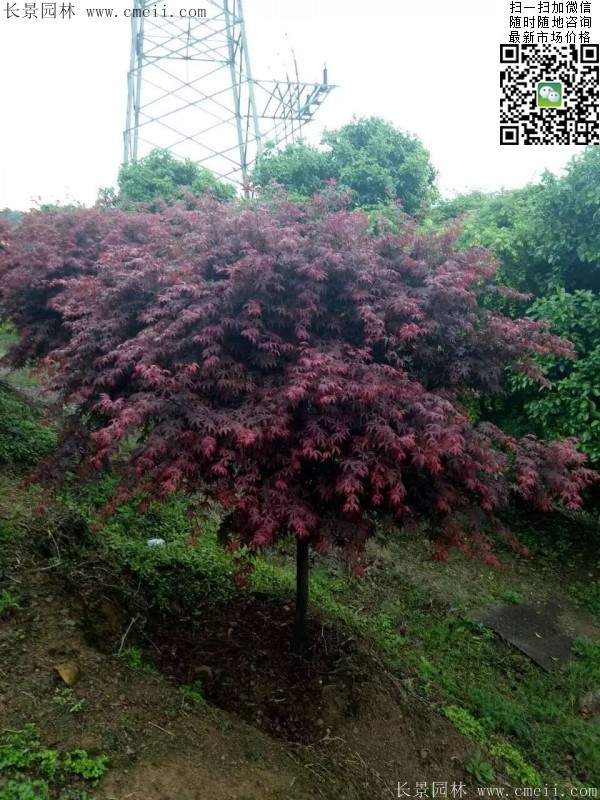 红枫树