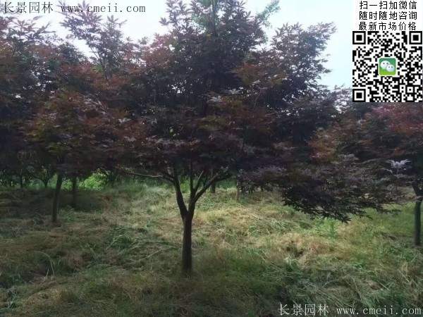 红枫树