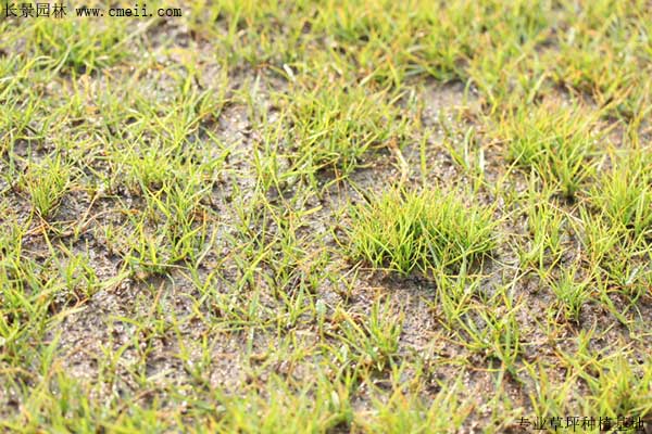 智博足球官网入口1919