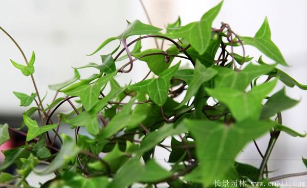 三叶地锦-长景园林