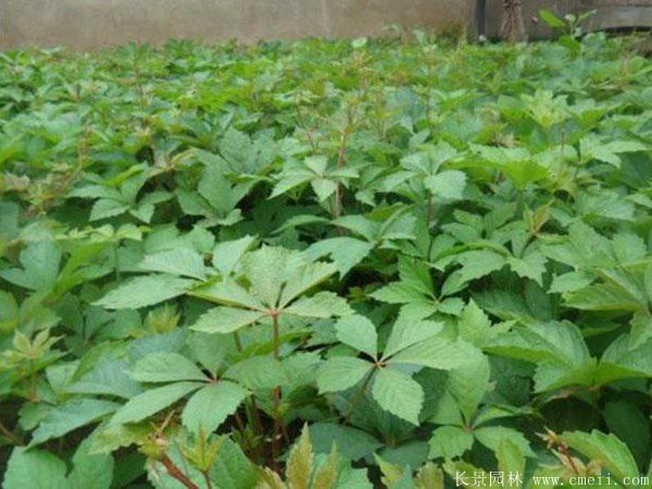 五叶地锦-长景园林