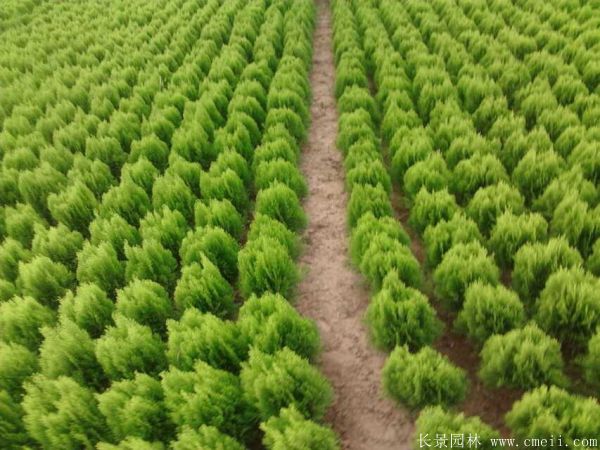 洒金柏球-长景园林