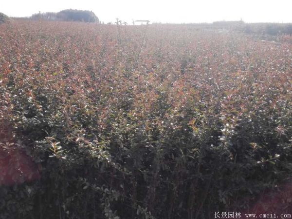 火棘球-长景园林