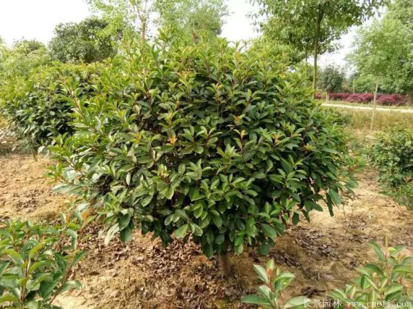 红叶石楠球-长景园林