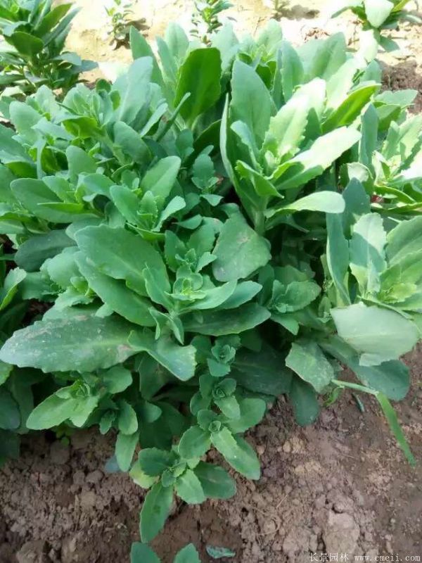 八宝景天-沭阳长景园林