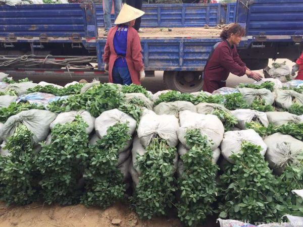 八宝景天-沭阳长景园林