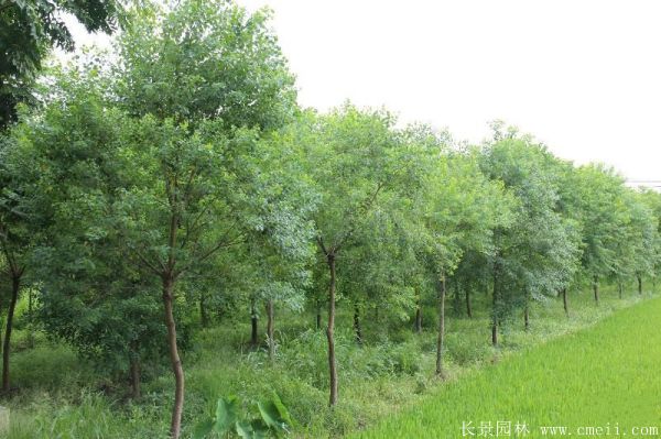 乌柏树图片乌柏树苗木基地实拍