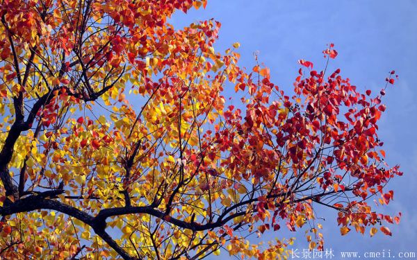 乌柏树图片乌柏树苗木基地实拍