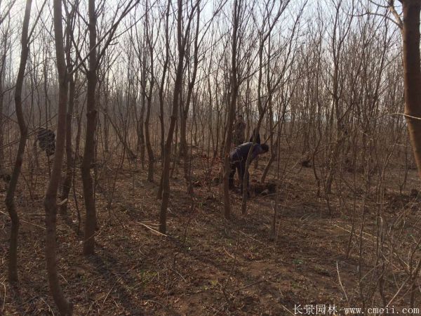 乌柏树图片乌柏树苗木基地实拍