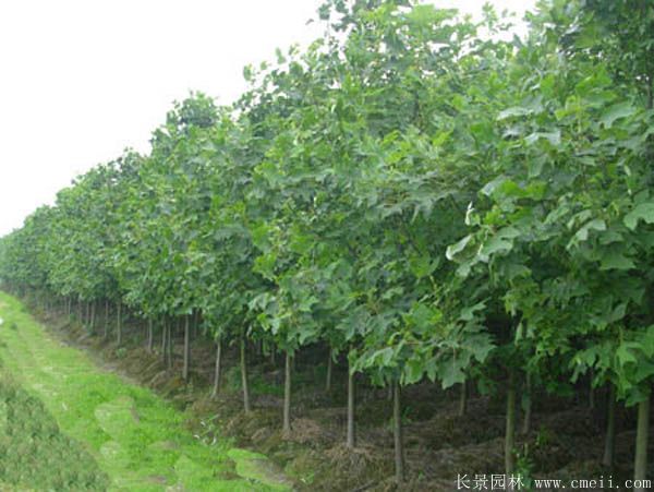 马褂木图片马褂木基地实拍