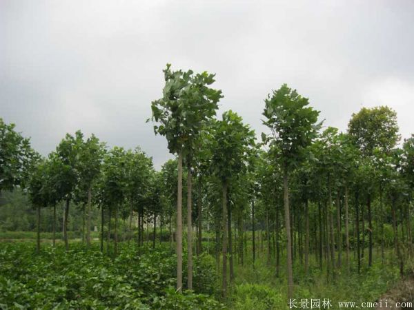 马褂木图片马褂木基地实拍