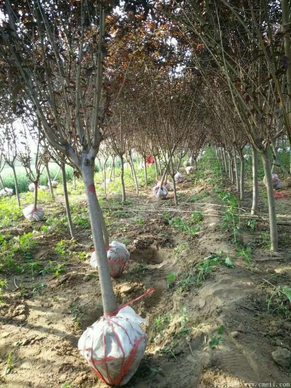 红叶碧桃图片红叶碧桃基地实拍