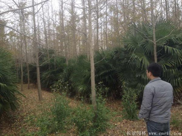 棕榈图片棕榈树基地实拍