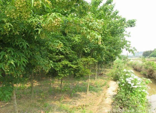 枫树图片枫树基地实拍