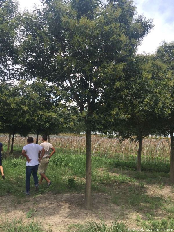 大叶女贞图片大叶女贞基地实拍