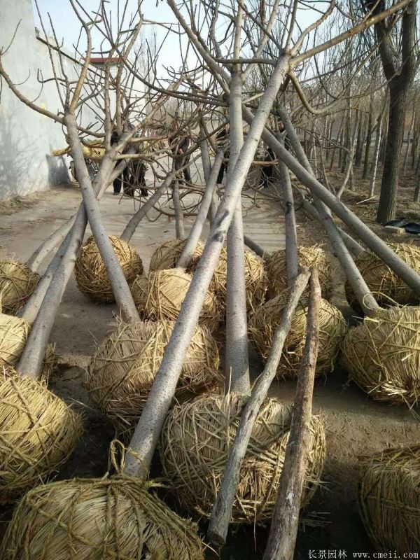 火炬树图片火炬基地实拍