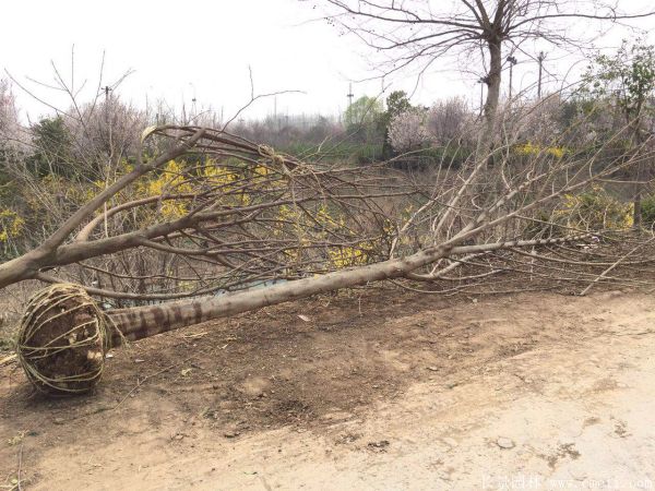 构树图片构树基地实拍