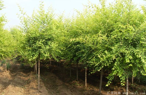 金叶榆图片金叶榆基地实拍