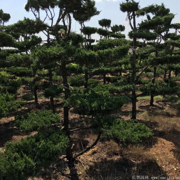龙柏造型树图片龙柏造型树基地实拍