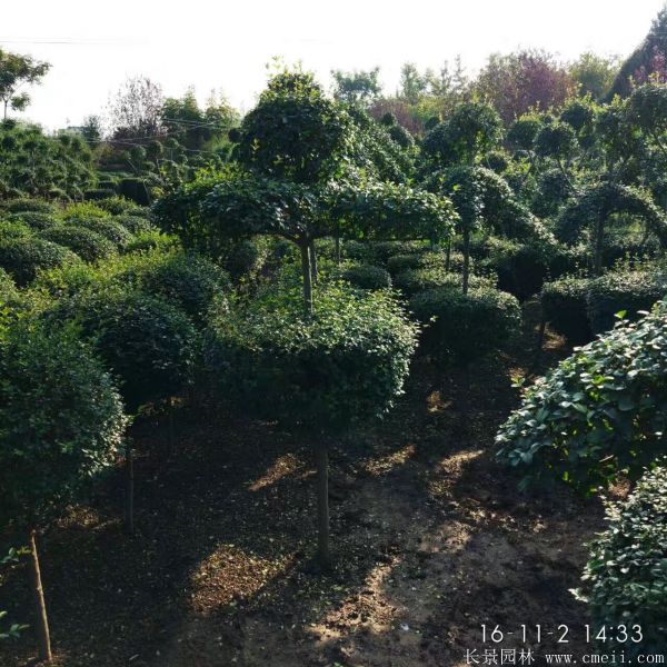 小叶女贞造型树图片基地实拍