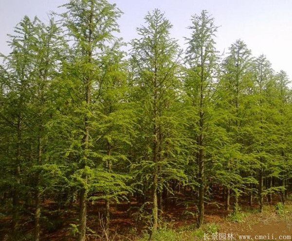 智博足球官网入口1919