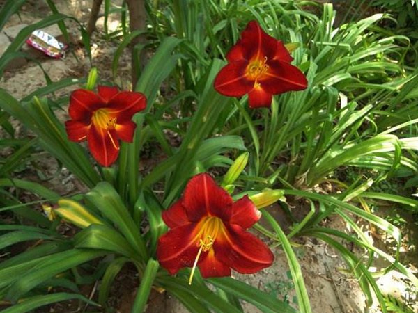 智博足球官网入口1919