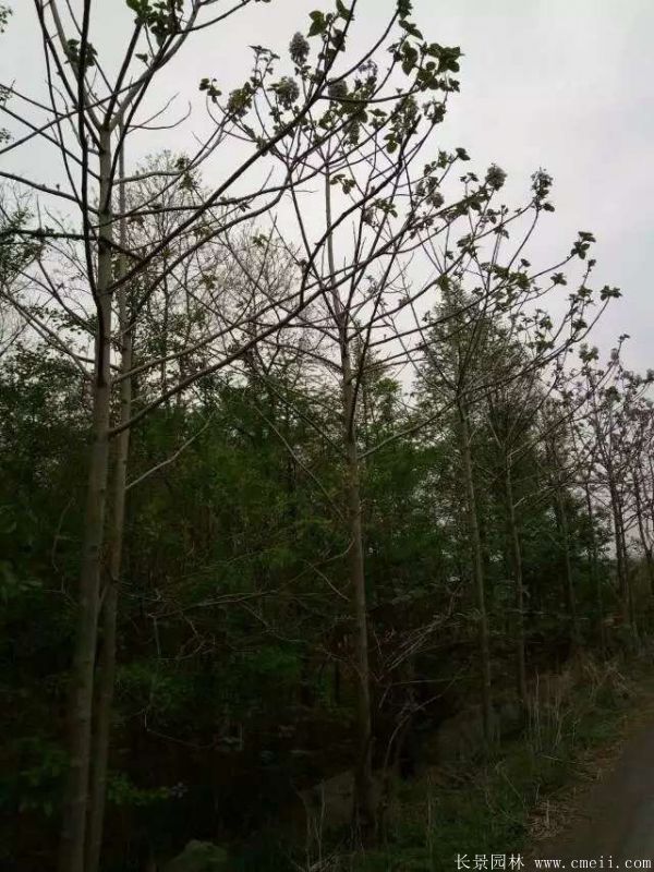 泡桐树图片泡桐树基地实拍