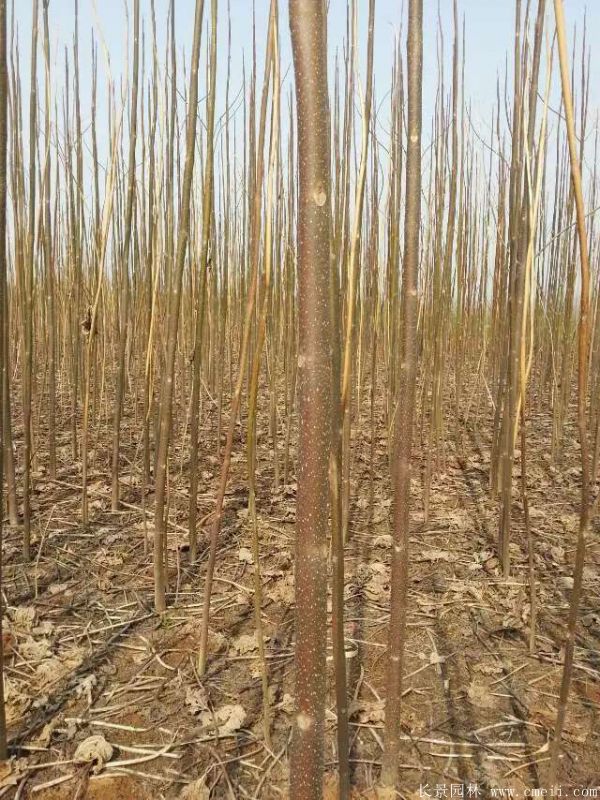 泡桐树图片泡桐树基地实拍