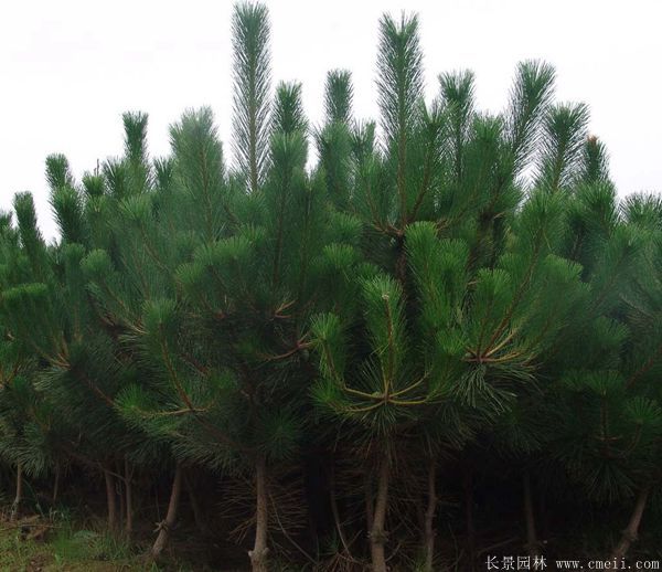 马尾松图片基地实拍